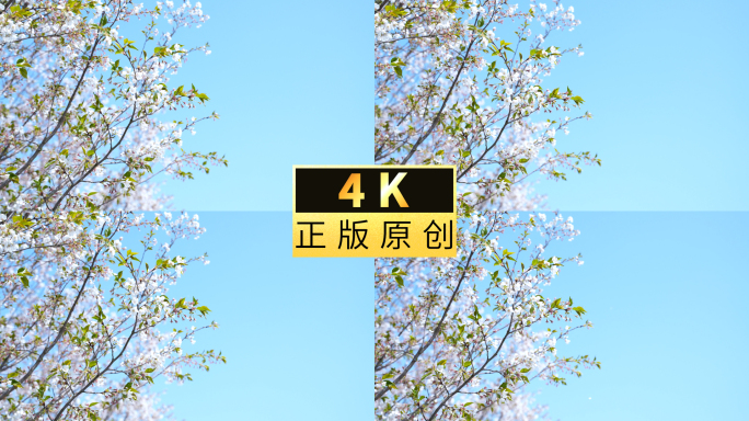 白色樱花背景蓝天白云绽放春日樱花盛开美景