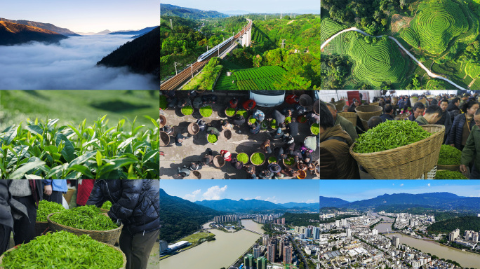 雅安茶园 夹金山 雨城区 高铁 合集