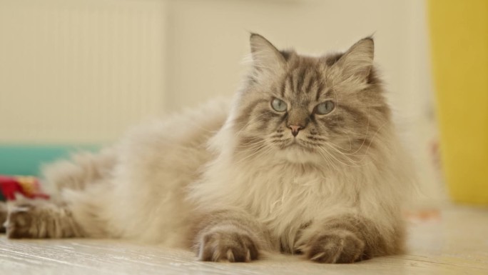 一只大而愤怒的毛茸茸宠物猫躺在地板上，然后站了起来。