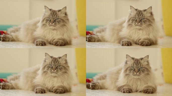 一只大而愤怒的毛茸茸宠物猫躺在地板上，然后站了起来。