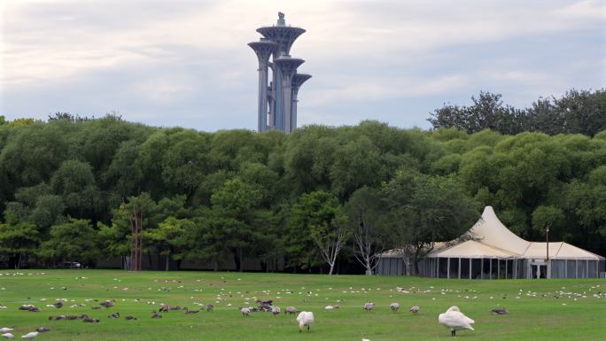 北京奥林匹克塔下 鸟类在城市公园的乐园