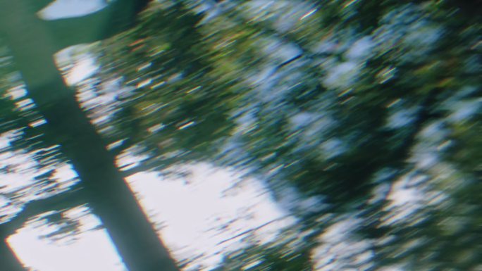 树木光影摇曳