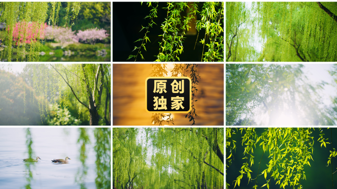 春风春天杨柳柳树柳叶柳枝垂柳唯美逆光自然
