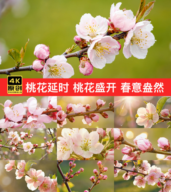 春日桃花盛开延时 桃花延时特写立春春天