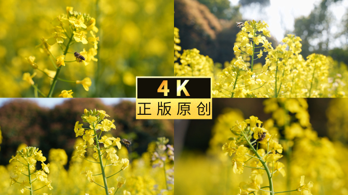 蜜蜂在油菜花丛中飞舞采蜜授粉勤劳的蜜蜂