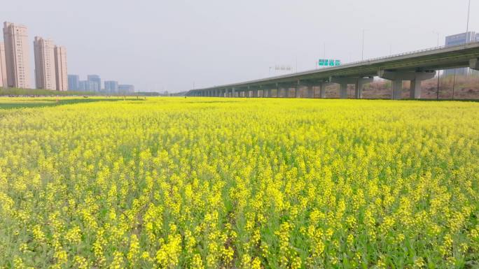 南京浦口油菜花素材