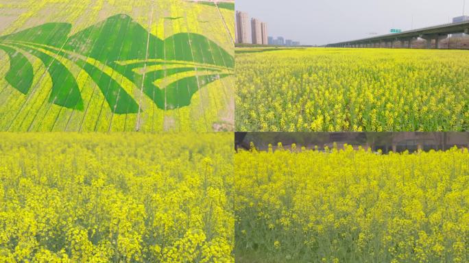 南京浦口油菜花素材