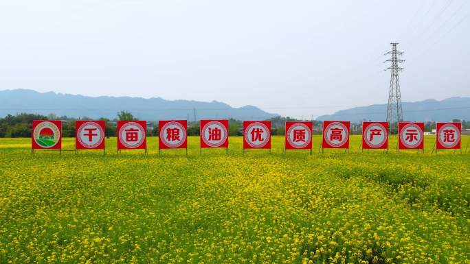 金色油菜花田丰收景象