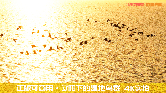 4K夕阳下的湿地鸟群 湖光飞鸟剪影