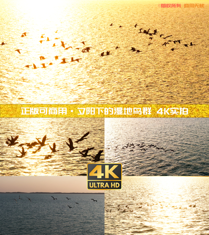 4K夕阳下的湿地鸟群 湖光飞鸟剪影