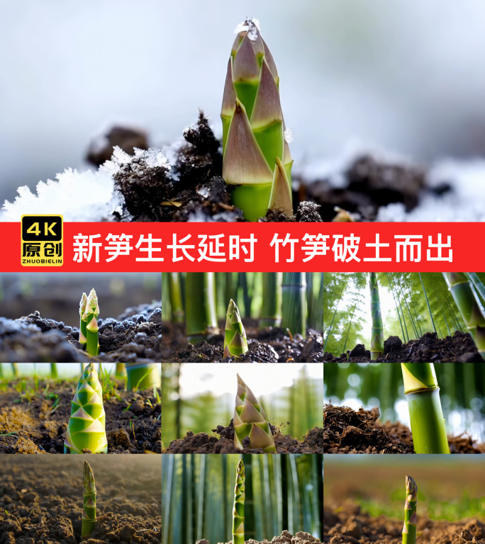 竹林新笋生长延时 竹笋破土而出