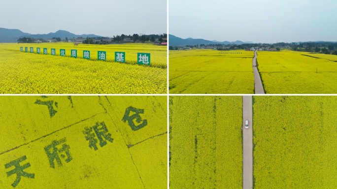金黄色油菜花海天府粮仓粮油基地
