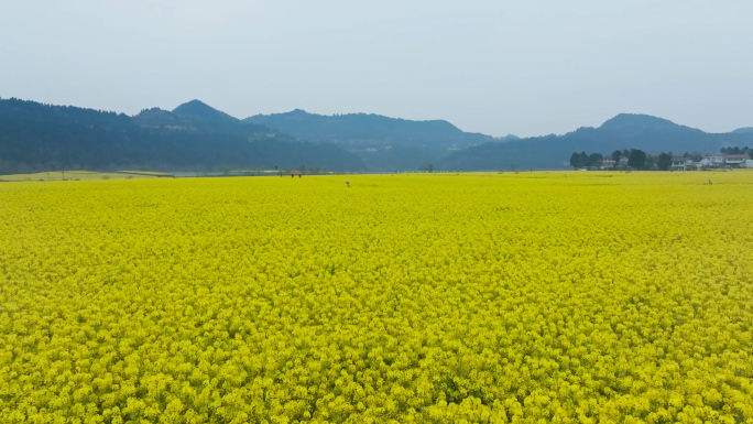 金黄色油菜花海天府粮仓粮油基地