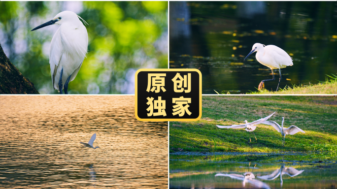 白鹭唯美意境鸟大自然生态城市地产公园春天