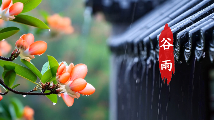 谷雨 春雨 24节气 江南烟雨 诗意禅意