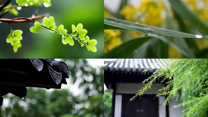 谷雨 春雨 24节气 江南烟雨 诗意禅意