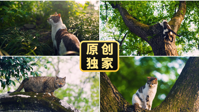 春天公园小猫猫咪猫慵懒可爱动物与自然和谐