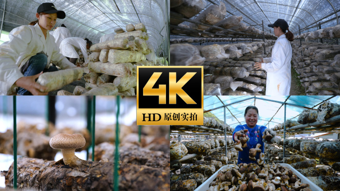 香菇食用菌种植生产基地蘑菇丰收菌棚栽培