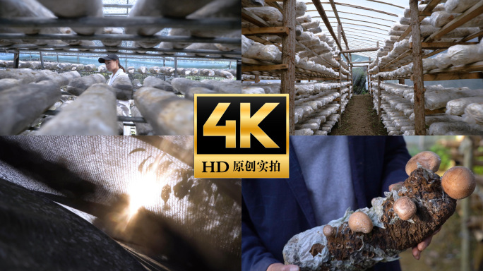 香菇食用菌种植生产基地蘑菇丰收菌棚栽培