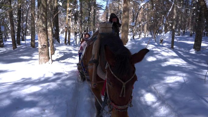 雪地马拉雪橇之旅 东北延吉马拉爬犁