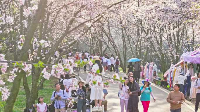 4K 安顺千亩樱花园赏花