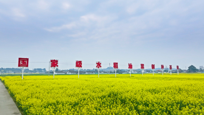 粮油基地 金色油菜花田 乡村振兴美丽乡村