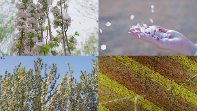 春日繁花盛开与花瓣飘落