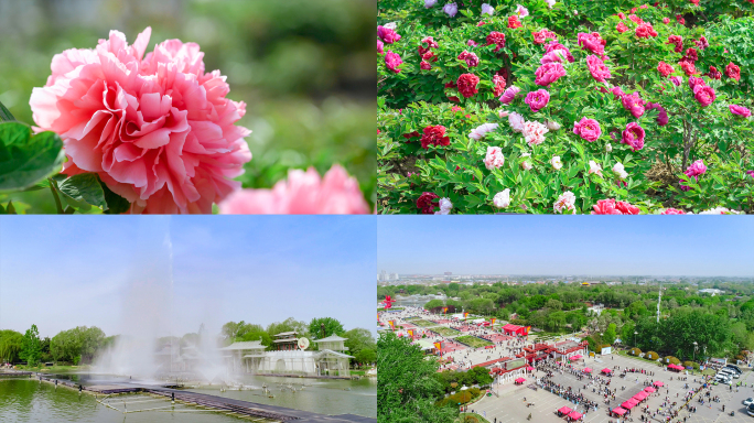 菏泽曹州牡丹园(超多内容)