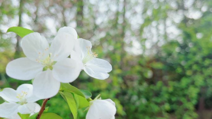 春日白色梨花桃花樱花花朵绽放