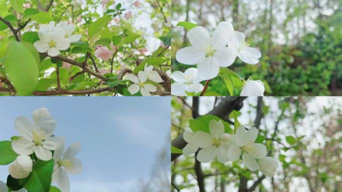 春日白色梨花桃花樱花花朵绽放