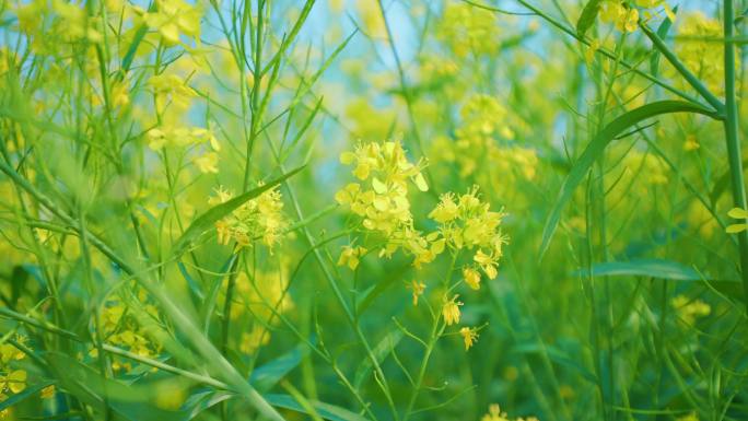 油菜花
