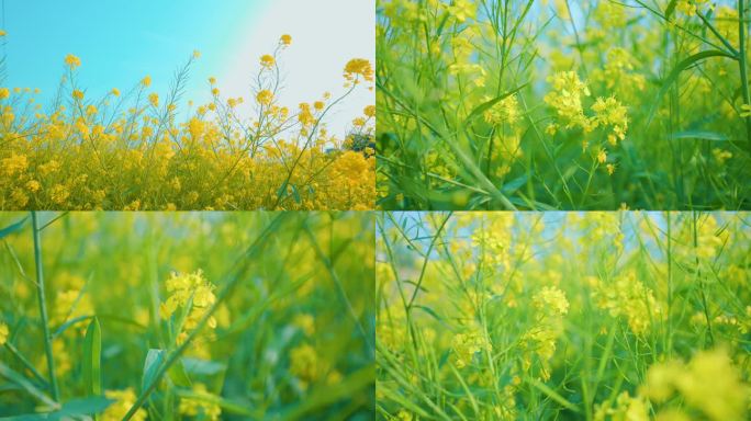 油菜花