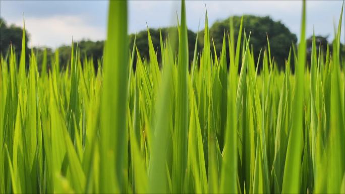 生机勃勃绿色稻田特写田园风光视频