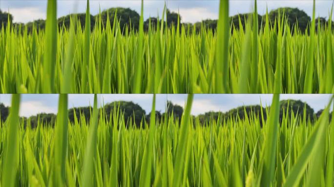 生机勃勃绿色稻田特写田园风光视频