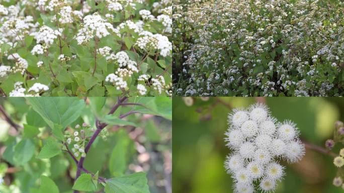 紫茎泽兰开花破坏草