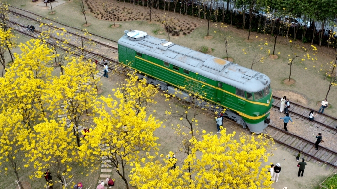 广西南宁 黄花风铃木盛开 春天 4K素材