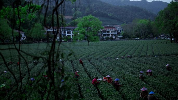 采茶清明明前茶