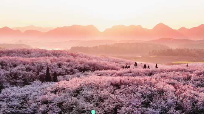 贵州平坝万亩樱花园盛开