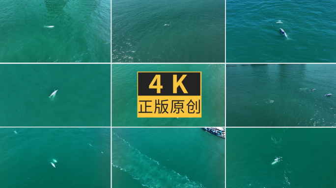 海面上的白海豚海豚4K航拍合集