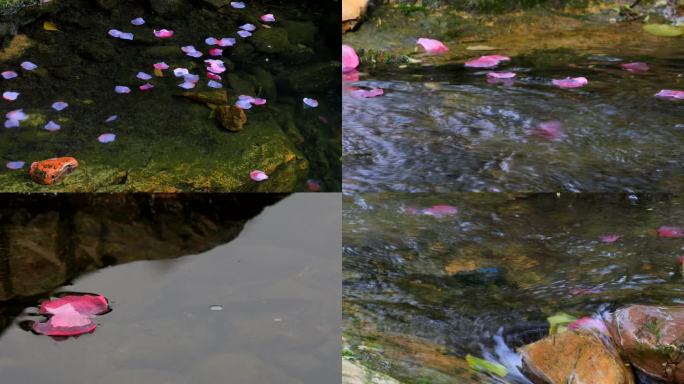 花瓣飘落在山溪水面静谧