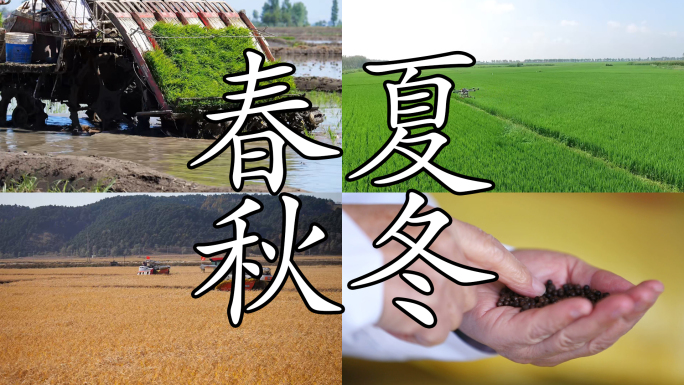 水稻 水稻一年四季 水稻种植全过程
