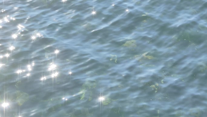 波光粼粼清澈透明海水中海草海带紫菜海藻