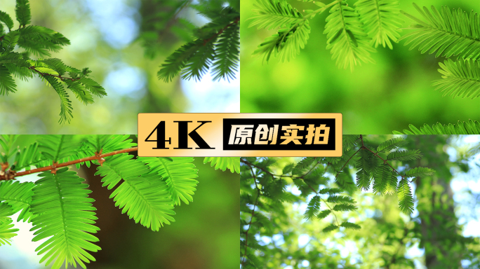 水杉唯美水杉夏天树叶阳光立夏