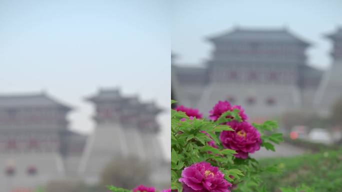 洛阳牡丹合集
