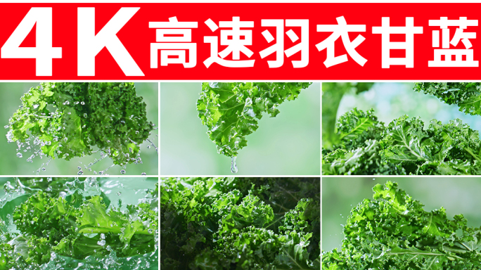 羽衣甘蓝 新鲜蔬菜