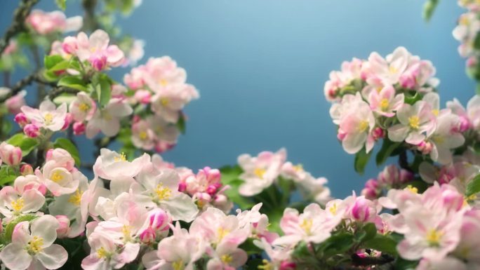 春天苹果花盛开的延时摄影