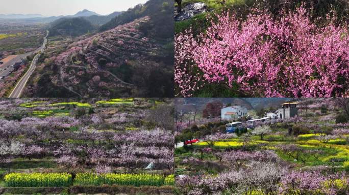 大冶保安镇沼山村桃花节