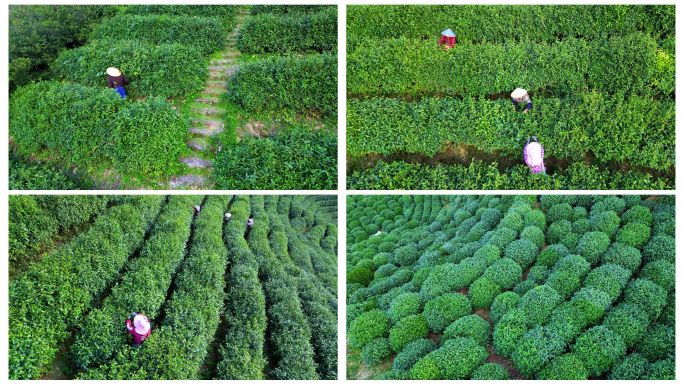 清明时节茶园采茶
