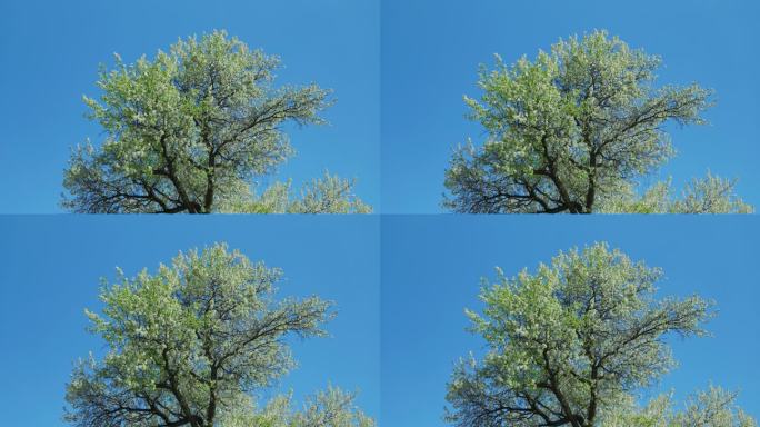 蓝天下春天盛开白花的杜梨树