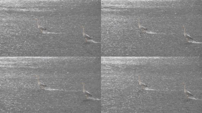 成都九眼桥锦江苍鹭捕食风光